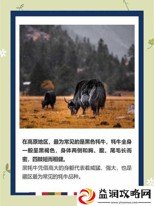 鼓蓬蓬的牦户