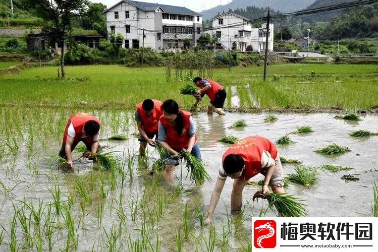 4-人插秧图片：田间劳作的美丽身影与辛勤付出