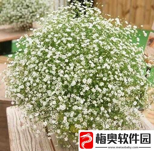意大利满天星-A-级花卉品质卓越