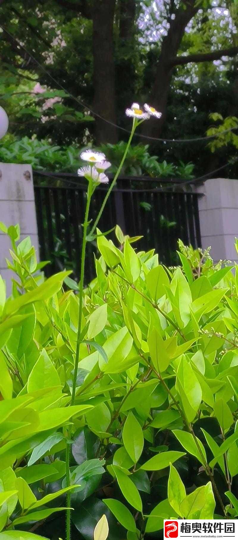 野花日本高清在线观看免费：品味自然之美