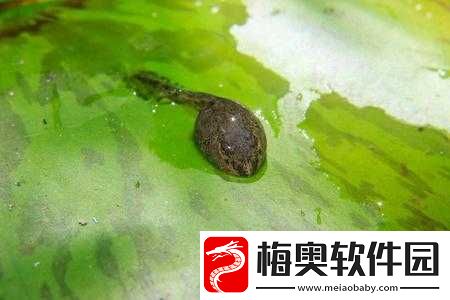 kdbacc-小蝌蚪新版本特点：高清流畅无广告