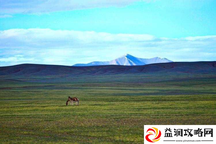 51无人区码一二三四区别图片：揭示神秘地带的真相