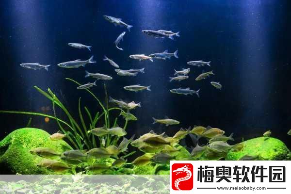 篮球队的公共玩具正伟