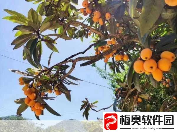 三潭枇杷究竟来自歙县还是凤阳县-蚂蚁新村-11-月-4-日之探究