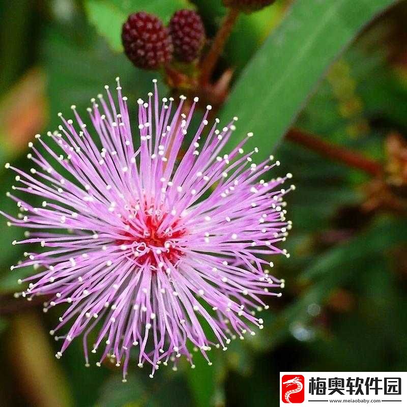 含羞草可预测天气、观赏、药用
