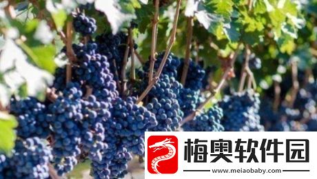 送去新疆数葡萄干是什么梗网络用语-送去新疆数葡萄干梗意思及出处分享