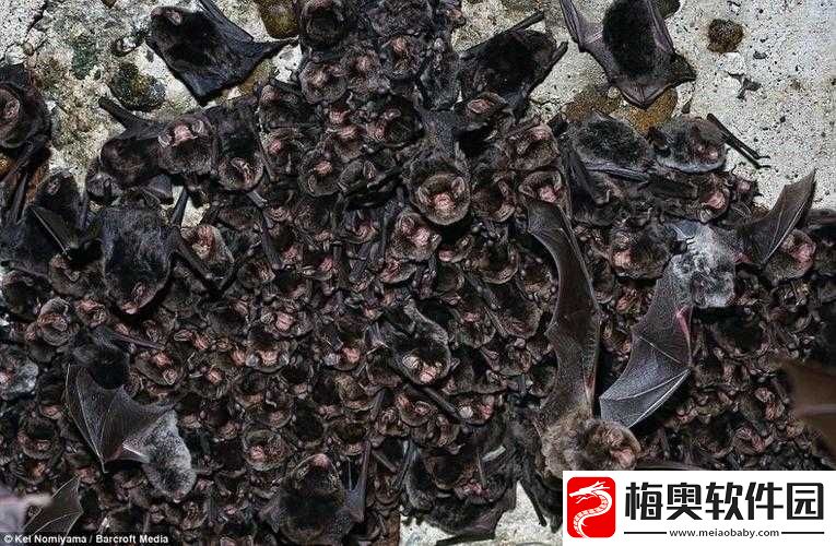 无人区编码-6229-蝙蝠的神秘探索