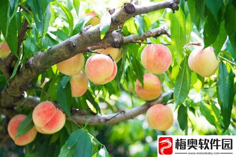 无一二三四蜜桃的奇妙之旅