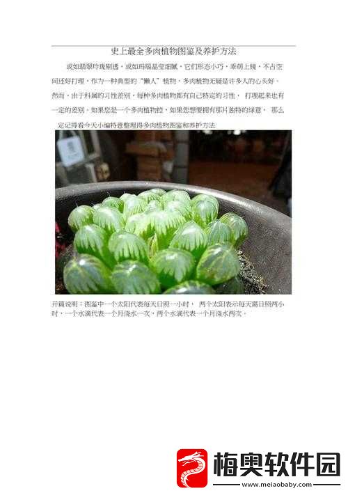 皇家共享小公主多肉养护方法全解