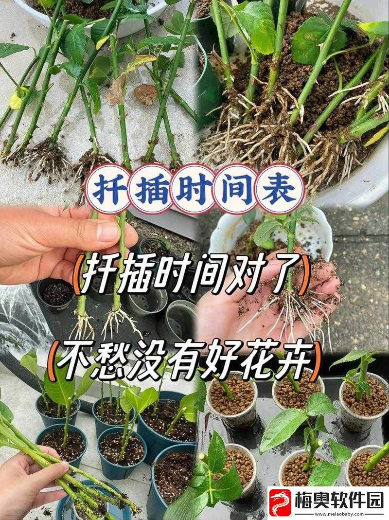 欧式-72-种扦插法的注意事项：关键要点全解析