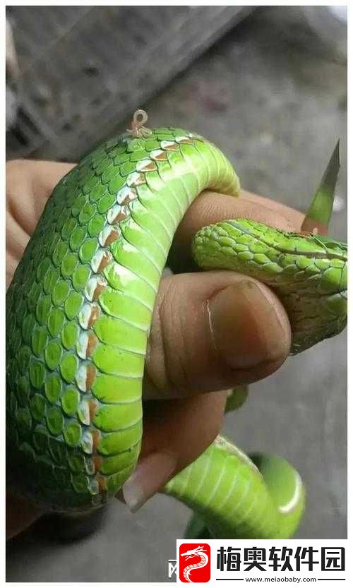 蛇王的尾巴高ah：探秘其神秘之处