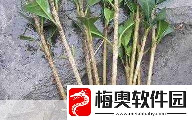 扦插BB有什么好处