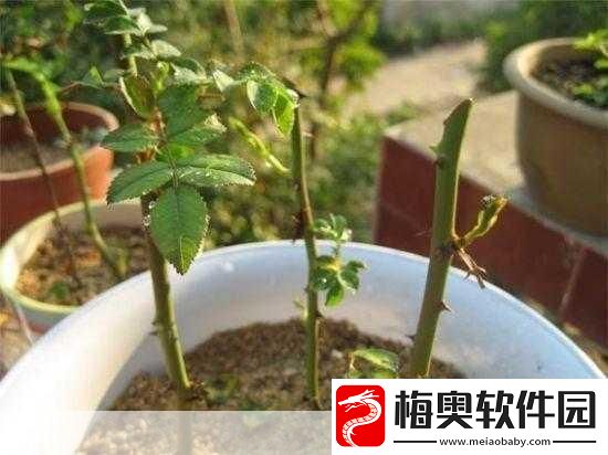 扦插BB有什么好处：1.-探索扦插BB：提升植物繁殖成功率的秘诀