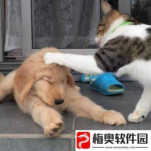 和大金毛卡住后如何自救：不要惊慌-掌握正确方法