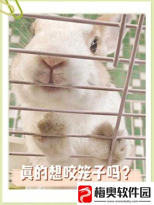 咬小兔兔的正确咬法：详细解读