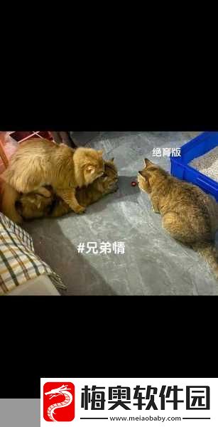 白天做兄弟晚上做夫妻