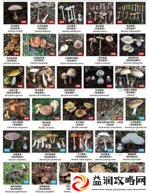 蘑菇科普：探索奇妙的菌类世界