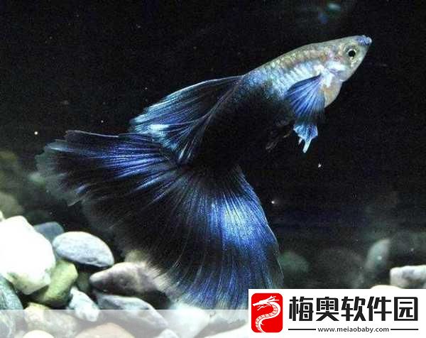 颜料宝贝-配置需求全解析-你的设备能否玩转色彩世界