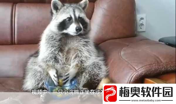 小猫咪大城市浣熊任务怎么做-小猫咪如何在大城市中成功完成浣熊任务
