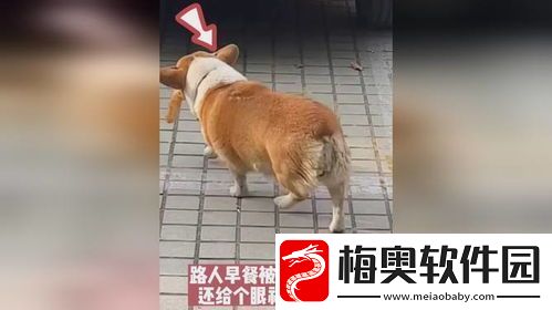 叼人现象探秘-网络语言中的另类表达及其文化含义