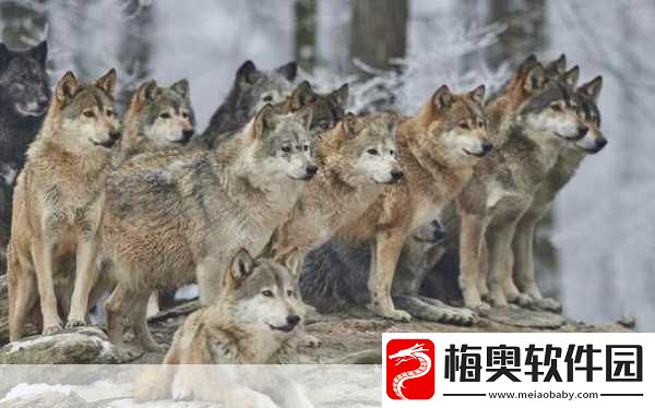 狼群一卡二卡3卡四卡站