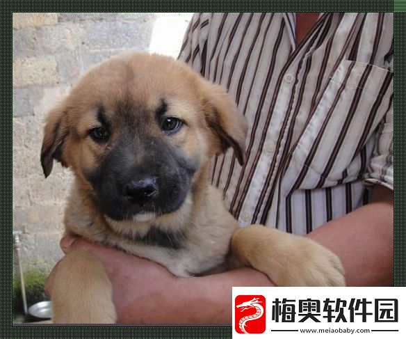 东北巨犬蜕变记