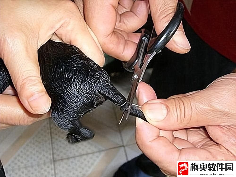 妖孽“畸小白”诡谲江湖的奇葩秀！