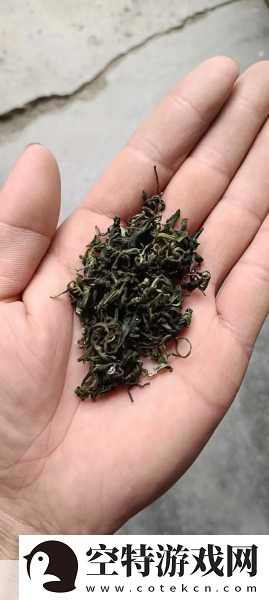 成都新茶嫩茶wx600