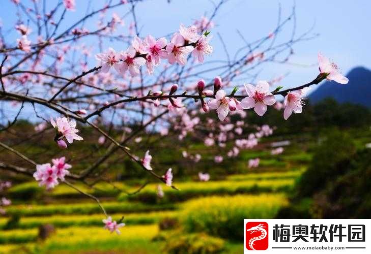 国色天香桃花朵朵开