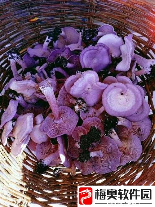 紫花脸蘑菇：有毒-能吃