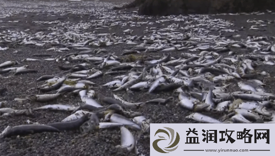 北海道一沙滩现大量死鱼-日本:新年假期难以找人处理