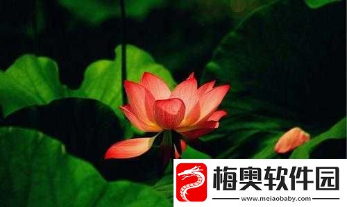 女性半夜莲花开放的治疗方法：相关探讨