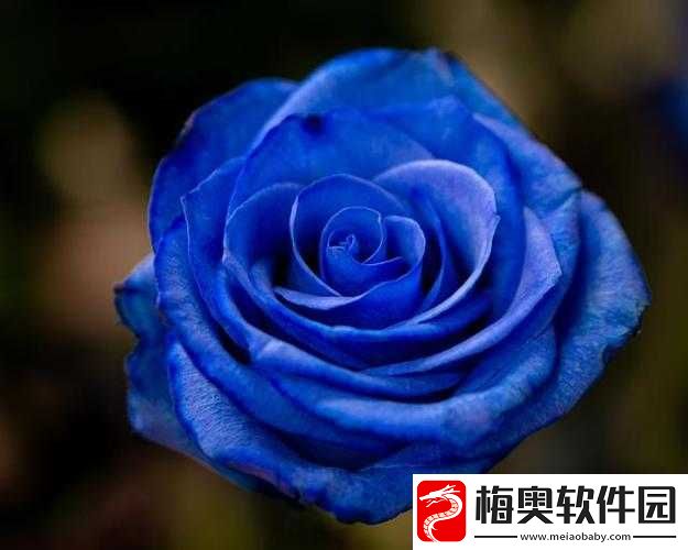 无人区玫瑰蔚蓝