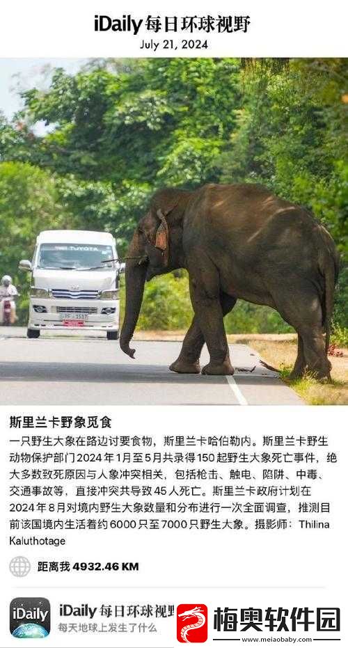 满-18-周岁-点击转入-2024-大象
