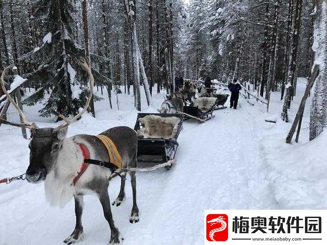 寻找冰原守卫者拉雪橇的麋鹿：它们的踪迹与生存环境