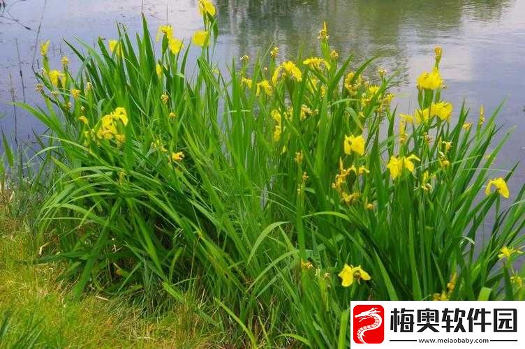 91-免费版下-纯净安全的绿色资源