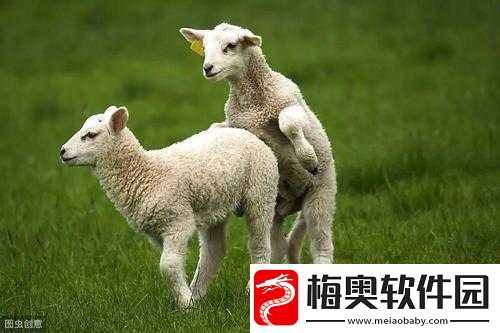 山羊配种的全过程：步骤与要点