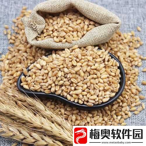 韩国朋友家的麦子：从麦粒到麦香的奇妙之旅
