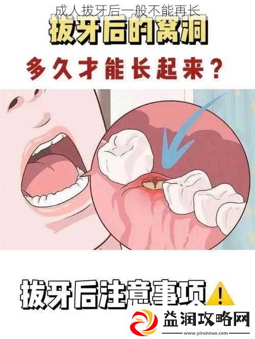 成人拔牙后一般不能再长