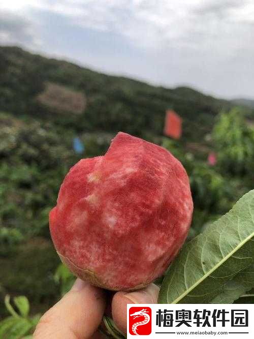 日本适合十八岁以上的护肤品红桃：优质之选